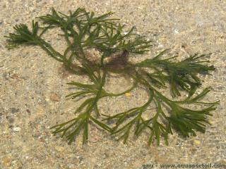 Codium (espèce Codium fragile)