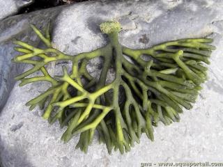 Codiaceae (espèce Codium tomentosum)