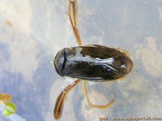 Corixidae (espce Corixa punctata)