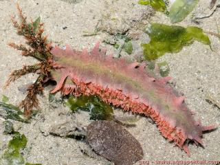 Cucumariidae (especie Colochirus quadrangularis)