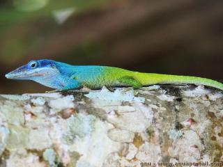 Dactyloidae (espce Anolis allisoni)