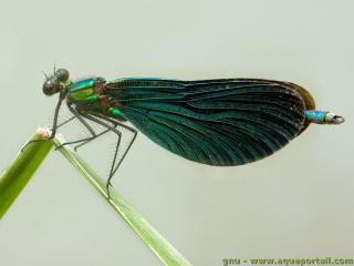 Calopteryx (espèce Calopteryx virgo)