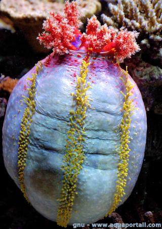 Dendrochirotida (especie Pseudocolochirus axiologus)