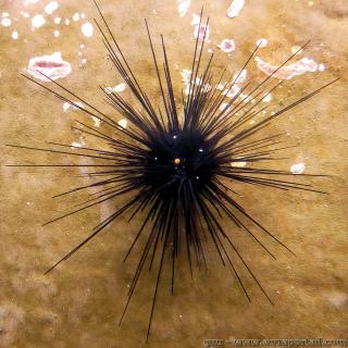 Diadematoida (espce Diadema setosum)