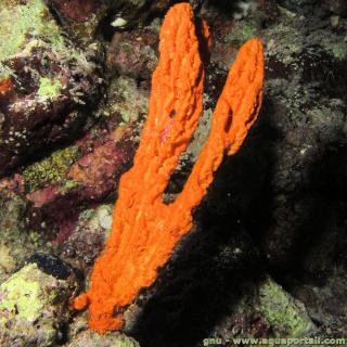 Dictyonellidae (espce Stylissa carteri)