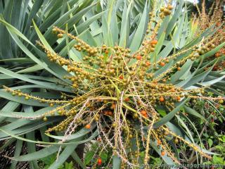 Dracaena (especie Dracanea draco)