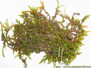 Drepanocladus (espce Drepanocladus lycopodioides)
