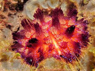 Echinothuriidae (especie Asthenosoma varium)