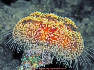 Echinothurioida (especie Asthenosoma marisrubri)