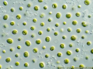 Nannochloropsis (especie Nannochloropsis sp)