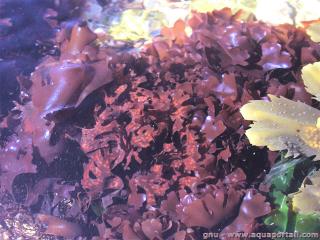 Gigartinaceae (especie Chondrus crispus)
