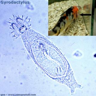 La gyrodactylose d'un poisson rouge (et ver Gyrodactylus)