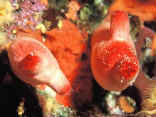 Halocynthia papillosa