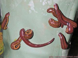 Hirudinidae (especie Hirudo medicinalis)