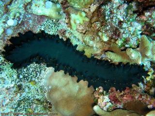Stichopus chloronotus