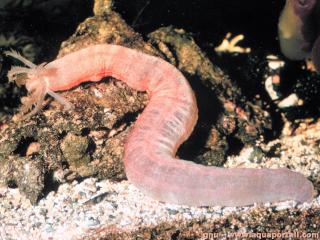Synaptidae (especie Synaptidae)