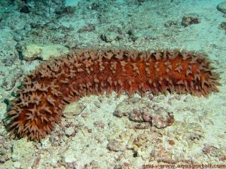 Thelenota ananas