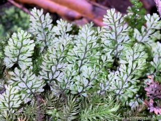 Hymenophyllaceae (especie Hymenophyllum cupressiforme)