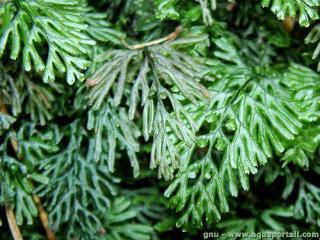 Hymenophyllales (espèce Hymenophyllum tunbrigense)