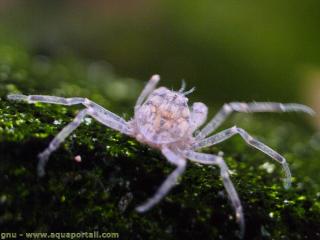 Hymenosomatidae (especie Limnopilos naiyanetri)