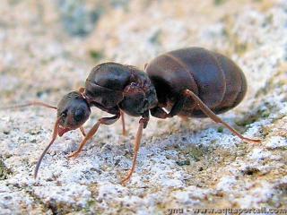 Lasius (espce Lasius niger)