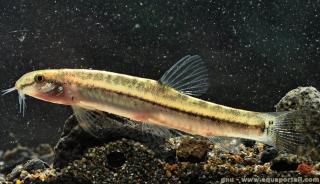 Lepidocephalichthys (espèce Lepidocephalichthys hasselti)