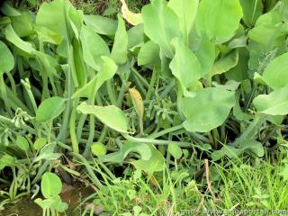 Limnocharitaceae (especie Limnocharis parva)
