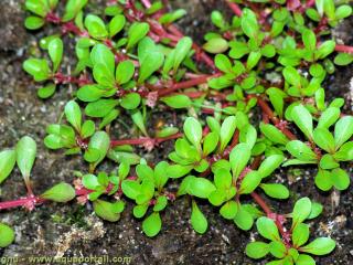 Lythraceae (espce Lythrum portula)