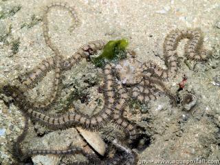 Genre Macrophiothrix