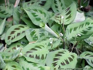Marantaceae (espce Maranta leuconeura)