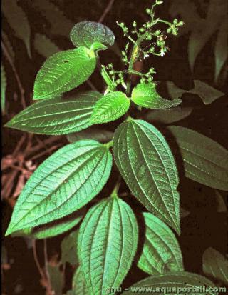 Melastomataceae (espce Aciotis rubricaulis)