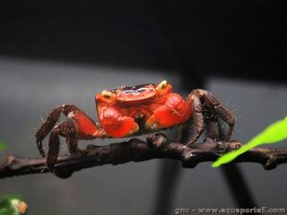 Metasesarma (especie Metasesarma aubryi)