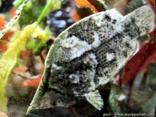 Monocirrhus polyacanthus