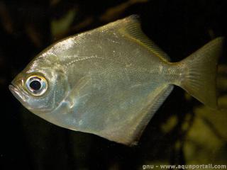 Monodactylus (especie Monodactylus falciformis)
