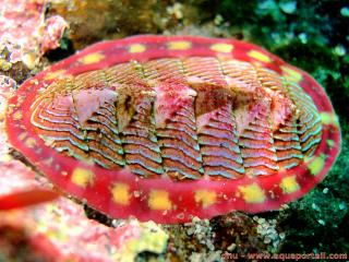 Neoloricata (espèce Tonicella lineata)