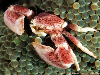 Neopetrolisthes (espèce Neopetrolisthes maculatus ohshimai)