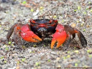 Neosarmatium (especie Neosarmatium meinerti)