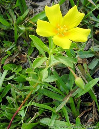 Onagraceae (espce Ludwigia peploides)