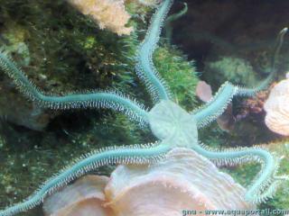 Genre Ophiarachna