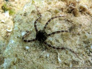 Ophiodermatidae (especie Ophioderma longicauda)