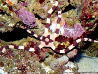 Genre Ophiolepis