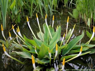 Orontium (especie Orontium aquaticum)