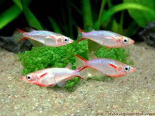 Oryzias (espce Oryzias woworae)