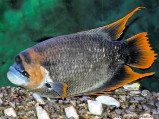 Un gourami gant rouge Osphronemus laticlavius