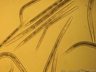 Panagrellus (espèce Panagrellus redivivus)