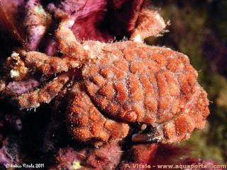 Paractaea monodi