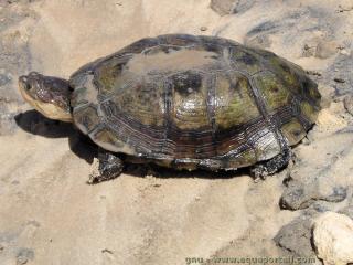 Plomduse rousse Pelomedusa subrufa