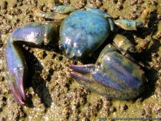 Petrolisthes (especie Petrolisthes elongatus)