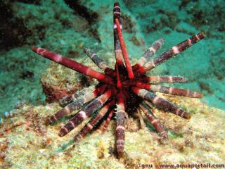 Phyllacanthus imperialis