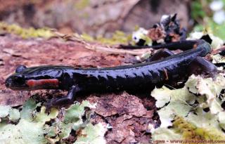 Plethodon (especie Plethodon jordani)